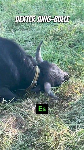 The smallest cattle breed in Europe! 🐮 Young Dexter bull!