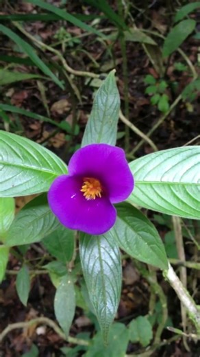 🌿Hot Lips Plant That Looks Exactly Like Human Lips! 😱 (Psychotria elata)