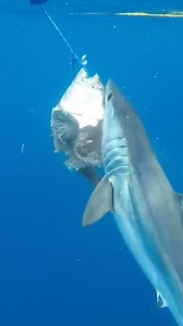 Who needs a chainsaw when you have a Mako shark's tooth saw? These impressive predators are equipped with rows of razor-sharp teeth that can slice through their prey with ease. 😱🦈 #MakoShark #PredatorPower 📷@jschellenbergphoto | Diving Specials