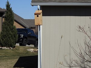 Attracting Bluebirds to Nest in Your Birdhouse