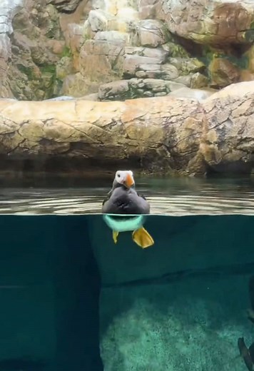 Cute puffin #puffin #cute #happy | puffin