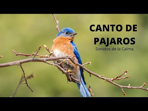 30 MIN de Sonidos RELAJANTES de PÁJAROS Cantando: Canto de las AVES, la Naturaleza y el Bosque