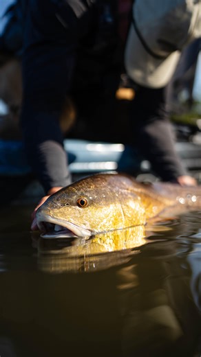 3.7K views · 84 reactions | PENN Fishing on Reels | Facebook