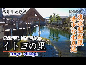 本願清水「イトヨの里」淡水型の生息地南限～大野市【動画紀行・福井県】Itoyo village
