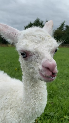 Listen to the Adorable Sound of a Baby Alpaca | Alpaca Noises