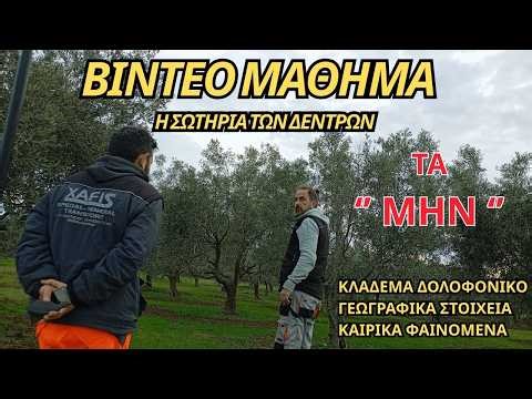 ΚΛΑΔΕΜΑ ΕΛΙΑΣ: ΤΙ ΔΕΝ ΠΡΕΠΕΙ ΝΑ ΚΑΝΕΙΣ ΠΟΤΕ❗ ΤΑ ΛΑΘΗ ΠΟΥ ΠΛΗΡΩΝΕΙΣ ΧΡΟΝΙΑ #μαθαίνοντασ_για_την_ελιά