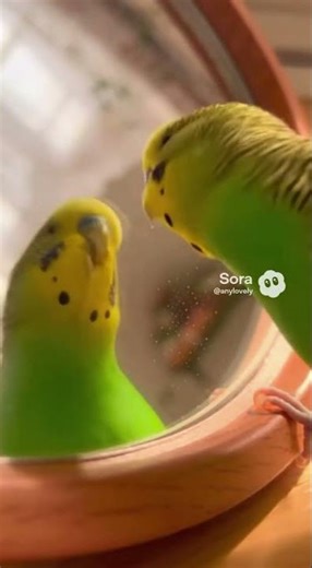 ​True Love: Budgie Kisses Its Mirror Reflection 🥰 (A Daily Ritual)
