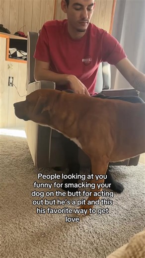 Understanding Pit Bull Behavior and Training Tips