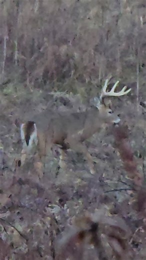 22plinkster on Instagram: "Well.... I think I made a huge mistake. Last weekend was the opener of gun/muzzleloader in Illinois. Last year, I shot a 174 inch monster, and there have been 200+ seen and taken on this property. It's over 4,000 acres of free range whitetail heaven. On the first day, just after the sun came up, this beautiful buck stepped out at 40 yards. I passed him not once, not twice, but 5 times in 2 hours. I came home yesterday to Tennessee eating tag soup. Would y'all have pass