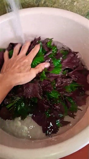 상추 이렇게 씻으면 농약 그대로 먹습니다 (lá tía tô) #건강 #건강정보