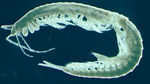 Speleonectes tulumensis: First Known Venomous Crustacean | Biology | Sci-News.com