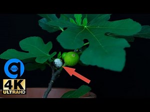Growing Fig Tree Time Lapse - Growing Plant