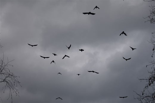 Video: Massive crows fly over Tel Aviv, sparking fear | Al Bawaba