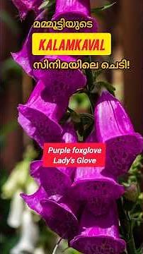 Toxic Plants In The World Facts | Digitalis Foxglove Plant #toxicplants #digitalis #toxic #plants