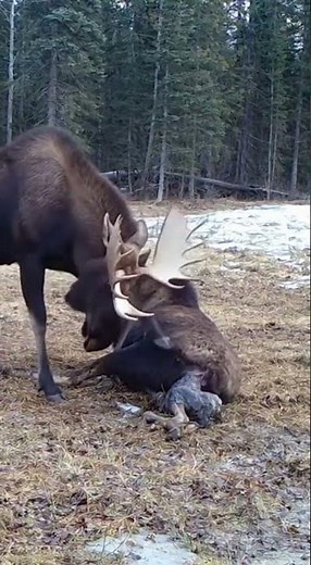 Bull Moose Defends Partner During Birth Attack