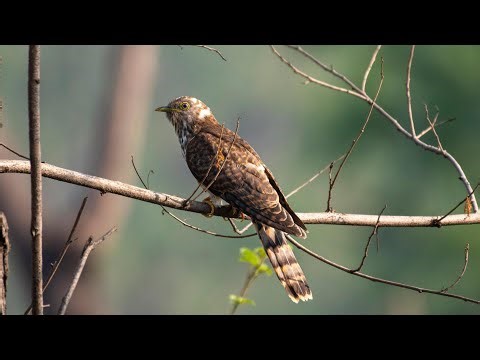 Cuckoo Bird - Sound Effect HQ