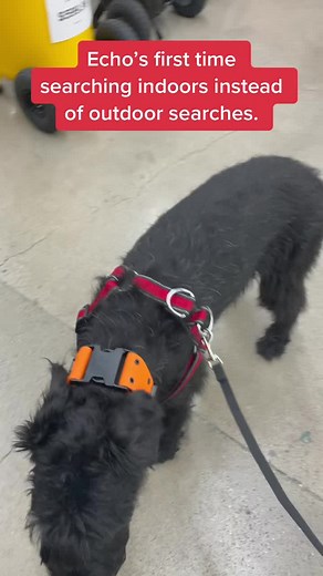 SAR dog in training. Moved from outdoor to indoor searches. She did pretty good for a dog who prefers airscenting #sardog #workingdog #digsoftiktok