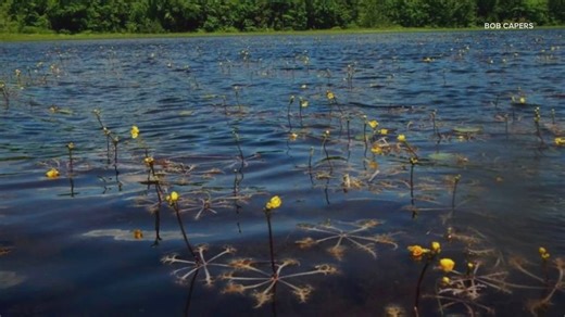 Invasive aquatic plant found in eight bodies of water across Maine