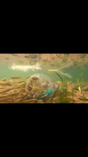 How to Catch Small Fish with Fish Traps | Underwater Camera