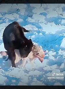 How to trap python with baby duck | 𝑷𝒂𝒓𝒊𝒔 𝑻𝒆𝒙𝒂𝒔