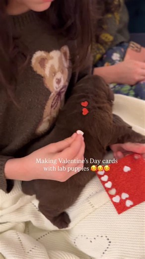 Chocolate pups for Valentine’s Day 🍫🍫🍫💝💝💝 Okay, but Charlie Brown Valentine’s Day is altogether TOO sad!! hahaha The pups distracted from the card making that went on, that’s for sure😂 #chocolatelabpuppy #chocolatelabpuppy #chocolatelabrador #englishlabpuppy #englishlabsofinstagram | The Happiest Labrador
