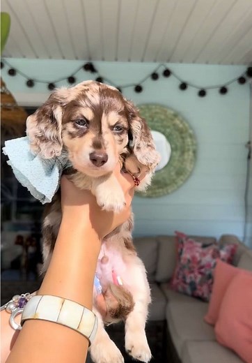 Meet Valentin: Adorable 6-Week-Old Dapple Dachshund