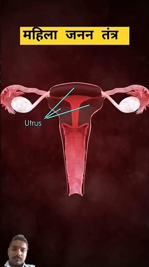 Inside the Female Reproductive System: A 3D Exploration