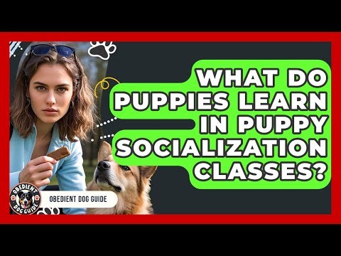 What Do Puppies Learn In Puppy Socialization Classes? - Obedient Dog Guide