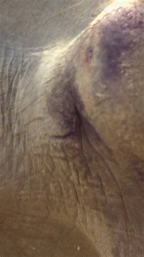 Vet helps abused Elephants in Thailand 💔 | Untamed