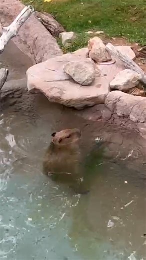 The newest member of Reid Park Zoo, Chocolate the capybara, is settling in swimmingly. Her care team has found her to be slowly warming up to her new space that she shares with the black-necked swans, and crested screamer. Thank you to one of our Board members for sharing this video with us! Reid Park Zoo is working with the capybara Species Survival Plan to bring in a companion for Chocolate in the near future. Stay tuned! | Reid Park Zoo