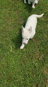 33 reactions · 6 comments | Labradoodle and White akc German Shepherd puppies. Blond, black, chocolate. Health guarantee. Standard adult weights. Training and delivery available. Dob 6/12 and 6/22. Available 8/7 and 8/17. Shots. Blond or black 600 to 800 depending on coat. Chocolate 1200. White gsd 1000. Our farm is near clermont ia and the dog trainers in the Chicago suburbs so we come over every couple weeks. Call or text Rick 8157219090 | Twin Bridges Kennels | Facebook