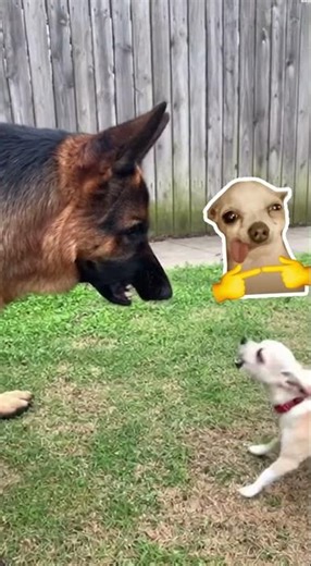 Small Dog Syndrome - Behavioral Genetics in Chihuahuas#Chihuahua #SmallDogSyndrome #DogBehavior