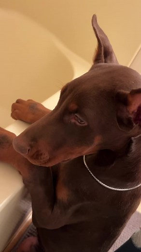 15 reactions | Splish splash Doberman taking a bath all on a Saturday night …. Well Sunday  #DobermanLove #DobermanPride #DobermanLife #DobermanNation #DobermanFamily #DobermanPower #DobermanAdventures #DobermanObsessed #DobermanGang #DobermanPerfection #DobermanBeauty #DobermanPaws #DobermanSquad #DobermanGoals #DobermanWorld #DobermanStrong #DobermanGuardians #DobermanJoy #DobermanMagic #DobermanHeroes | Campbell's Family Dobermans | Facebook