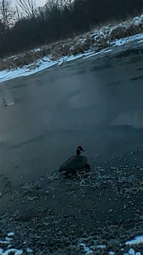 Goose frozen to ice!