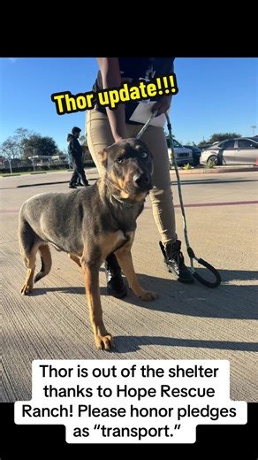 Thank you, @HRR ! #rescuedogarmy❤️ #rescuedogarmy #fosteringsaveslives #adoptdontshop #rescuedog