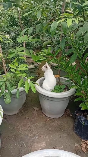 I was just stretching! 😹 #Cats #CatMemes #Babies #CatLovers #funny_cats #funny_videos #cat #pets