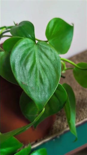 Gift ideas that scream GREEN FLAG to your next date 💚 #dateideas #plants #houseplants #indoorplants