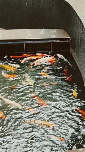 Amazing Fish in Water 🐟 | Beautiful Fish Video #shorts