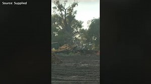 Critically endangered possum pulled from tree hollow