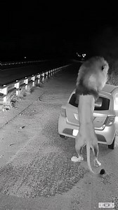 Routine Check — Scene Evolves A woman calmly looks through her trunk in a quiet open space. A lion appears along the background path. She notices the change, reacts quickly, and closes herself inside the trunk. #sceneevolves #routinecheck #visualshift #shorts | Kiran Wakade