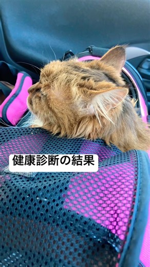 詳細の血液検査の結果は後日になります #shorts #cat #猫のいる暮らし #老猫 #高齢猫 #ねこ #糖尿病猫