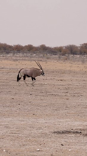 Did you know that the oryx, also known as the gemsbok, is the national animal of Namibia due to its striking appearance, courage, elegance, and pride? Oryx are found in the arid regions of Namibia and can be spotted in various parts of the country, including Etosha National Park.#etoshanationalpark #namibia #africananimals #ExploreNamibia #namibiatravel | Madbookings - Travel Experts in Africa & Asia
