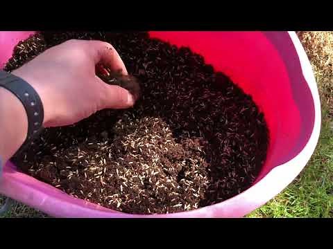 How to Repair a Damaged Lawn