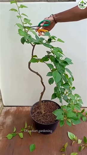 How to Prune Bougainvillea [2026 Step-by-Step Guide]