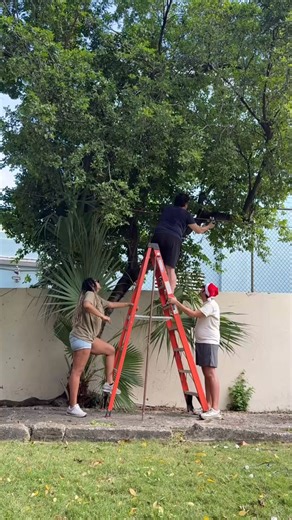 🎄✨ We spent yesterday getting ready for one of my favorite holiday events on St Croix - the annual Limpricht Park Tree Lighting! 💫 My friends at @pamperedvi and @thecourtyard sponsor a tree in the park each year. Along with other local businesses, they create a festive community space for all to enjoy. 🎄🎅🏽 The official tree lighting ceremony starts at 6pm on Friday, December 12th. It features cultural performances, including music by Stanley & the Ten Sleepless Knights. King Street will be 