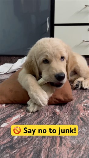 Enjoying his First and last artificial bone! #doghealth #goldenretrieverpuppy #petcare