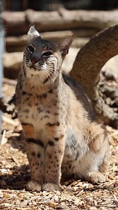 We had the opportunity to film the gorgeous Bobcat Bode at Tropiquaria Zoo this year when the keepers was giving a speech while he was being fed. A lovely outcome for an amazing creature. If your a little squeamish be mindful he is being fed in this vid. #amazingcreatures #Bobcats #AnimalRescueStories #AnimalRescue #beautifulnature #AmazingStories #tropiquaria #BigCatRescue #smileyandsweary | Smiley and Sweary Scrapbook Adventures in Cornwall, Devon and Beyond | Facebook