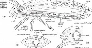 El sistema circulatorio de los insectos