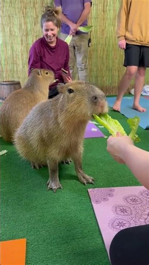 Capybara Yoga