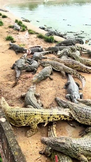 Nature's reminder that beauty can bite. 🐊 #CrocLife #WildlifeBeauty #NatureRaw